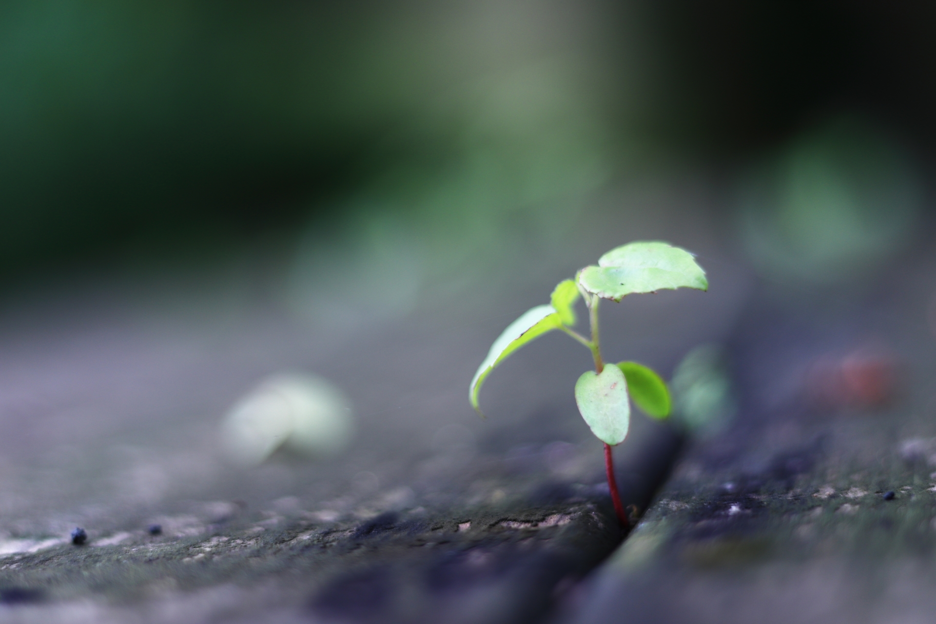 回収・前処理・精製のイメージ